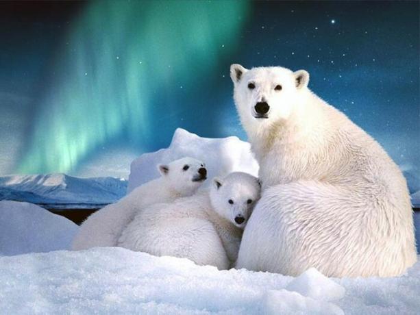 Apie Svalbardo yra daugiau nei tūkstantis rūšių baltųjų lokių.
