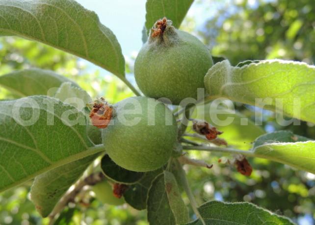 Kiaušidžių obuoliai ant šakos. Iliustracija straipsnyje naudojamas standartinis licencijos © ofazende.ru
