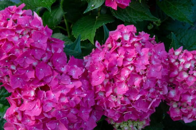 Rožinė hortenzija. Iliustracija straipsnyje naudojamas standartinis licencijos © ofazende.ru