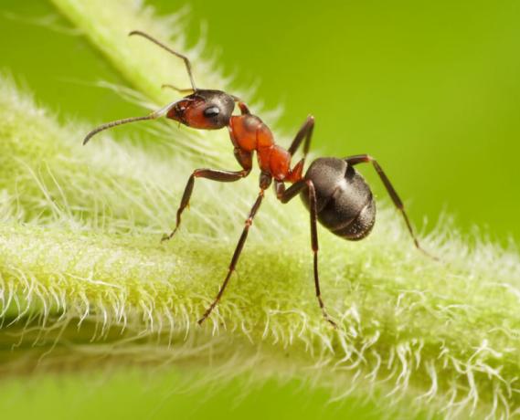 Sodo skruzdėlės ir amarai paprastai rodomi tuo pačiu metu sode.. Iliustracija straipsnyje naudojamas standartinis licencijos © ofazende.ru
