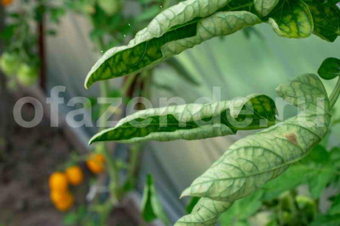 Augantys pomidorai. Iliustracija straipsnyje naudojamas standartinis licencijos © ofazende.ru