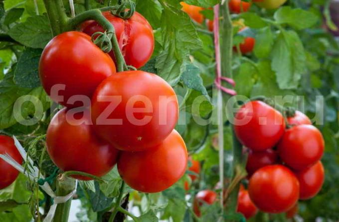 Prinokę pomidorai. Iliustracija straipsnyje naudojamas standartinis licencijos © ofazende.ru