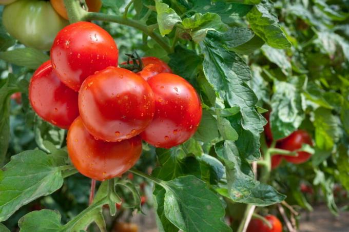 Pomidorai šiltnamyje. Iliustracija straipsnyje naudojamas standartinis licencijos © ofazende.ru