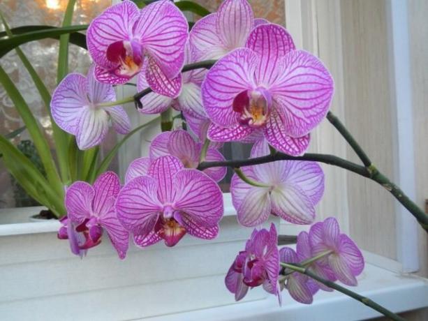 Ką daryti su žiedkočių orchidėjų po žydėjimo Kitas ateis greičiau