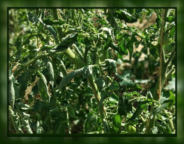 Pomidorų lapų garbanės 🍃 nepanikuokite! 🍃 Ką daryti: Patarimai patyręs sodininkas.