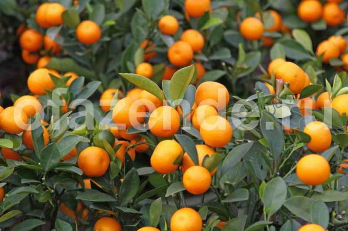 Augantis Tangerine medis. Iliustracija straipsnyje naudojamas standartinis licencijos © ofazende.ru